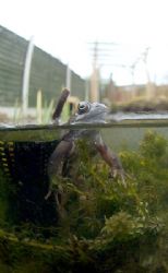 Frog in my garden pond {today}. 10.5mm. by Derek Haslam 